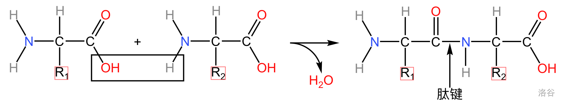 肽的脱水合成