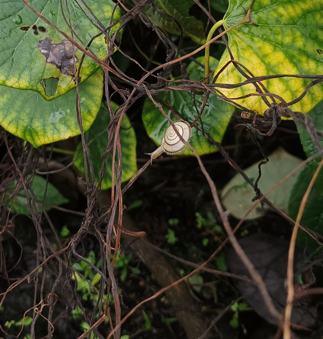 中国陆贝数据库– Chinese terrestrial mollusc (land snails et