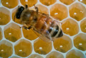 Image and video hosting by TinyPic